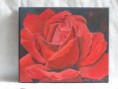 /album/schilderijen-bloemen/rode-roos-jpg/
